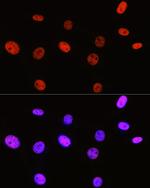 H3R2me2s Polyclonal Antibody