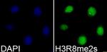H3R8me2s Polyclonal Antibody