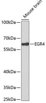 EGR4 Polyclonal Antibody