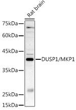MKP-1 Polyclonal Antibody