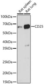 CD25 Antibody in Western Blot (WB)