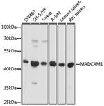 MAdCAM1 Antibody in Western Blot (WB)
