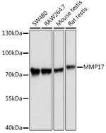 MMP17 Antibody in Western Blot (WB)