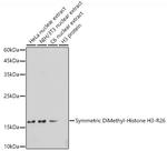 H3R26me2s Antibody in Western Blot (WB)