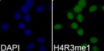 H4R3me1 Polyclonal Antibody