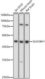 SUV39H1 Polyclonal Antibody