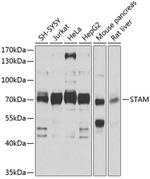 STAM Polyclonal Antibody