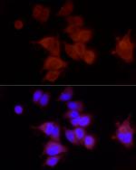 PIEZO1 Antibody in Immunocytochemistry (ICC/IF)