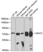 USH1C Polyclonal Antibody