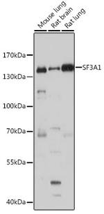 SF3A1 Polyclonal Antibody