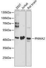 MA2 Polyclonal Antibody