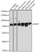 NKRF Polyclonal Antibody