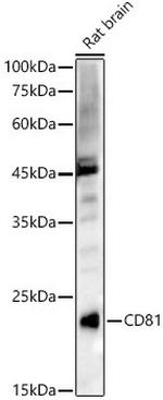 CD81 Antibody in Western Blot (WB)