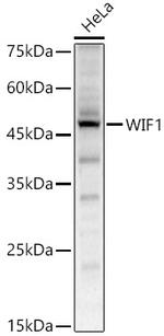 WIF1 Antibody in Western Blot (WB)