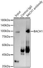BACH1 Antibody in Immunoprecipitation (IP)