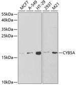 Cytochrome B5 Antibody in Western Blot (WB)