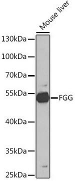 Fibrinogen gamma Polyclonal Antibody