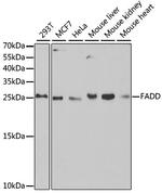 FADD Polyclonal Antibody