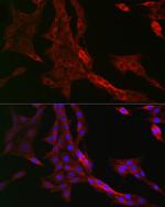 RMDN3 Antibody in Immunocytochemistry (ICC/IF)