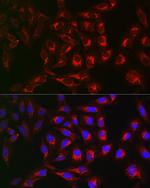 RMDN3 Antibody in Immunocytochemistry (ICC/IF)