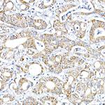 RMDN3 Antibody in Immunohistochemistry (Paraffin) (IHC (P))