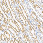 RMDN3 Antibody in Immunohistochemistry (Paraffin) (IHC (P))