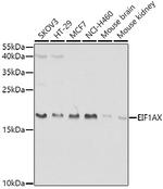 eIF1AX Antibody in Western Blot (WB)