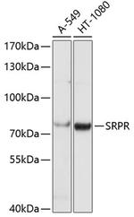 SRPR Polyclonal Antibody