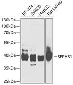 SEPHS1 Antibody in Western Blot (WB)