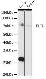 Folliculin Polyclonal Antibody