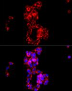 COX4 Antibody in Immunocytochemistry (ICC/IF)
