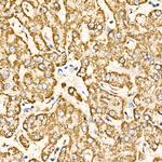 COX4 Antibody in Immunohistochemistry (Paraffin) (IHC (P))