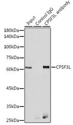 CPSF3L Antibody in Immunoprecipitation (IP)