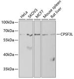 CPSF3L Antibody in Western Blot (WB)