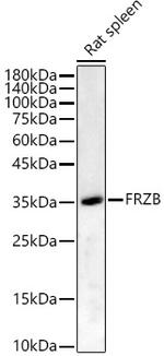 FRZB Polyclonal Antibody