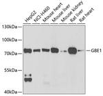 GBE1 Polyclonal Antibody