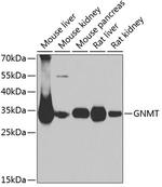 GNMT Polyclonal Antibody