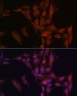 NFS1 Antibody in Immunocytochemistry (ICC/IF)