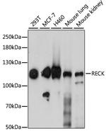 RECK Polyclonal Antibody
