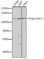 AGO2 Antibody in Western Blot (WB)
