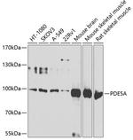 PDE5 Polyclonal Antibody