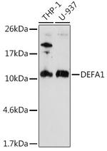 DEFA1 Antibody in Western Blot (WB)