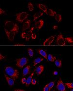 SSBP1 Antibody in Immunocytochemistry (ICC/IF)