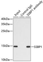SSBP1 Antibody in Immunoprecipitation (IP)