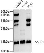 SSBP1 Antibody in Western Blot (WB)