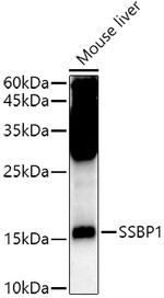SSBP1 Antibody in Western Blot (WB)