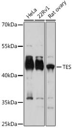 TES Antibody in Western Blot (WB)