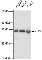 KLF9 Polyclonal Antibody