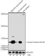 H4K8ac Antibody in Western Blot (WB)