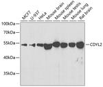 CDYL2 Antibody in Western Blot (WB)